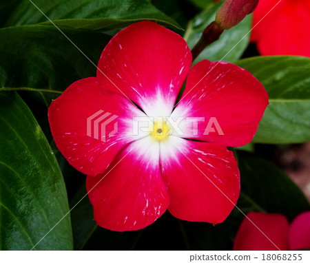 Nichinichiso 18068255