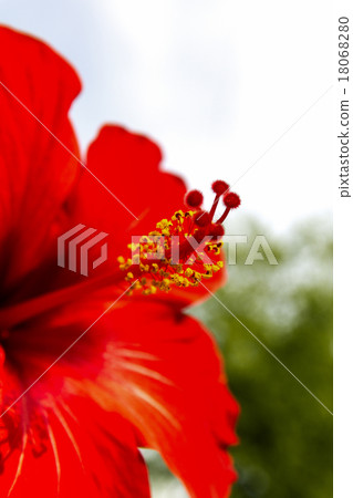 Hibiscus Flower. Shallow DOF Hibiscus Flower. Shallow DOF 18068280