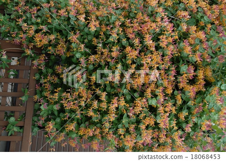 紅花金銀花 18068453