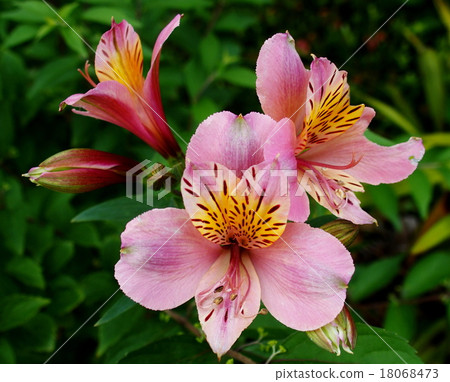 六出花 六出花 18068473