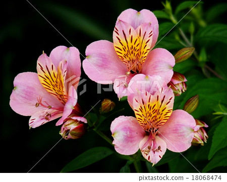 六出花 六出花 18068474