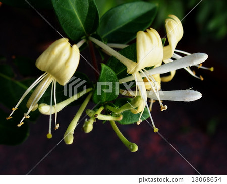 金銀花 18068654