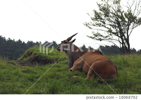 大牛野生動物園 18068702