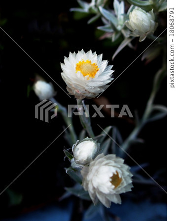 Heliclisum · White Ferry Heliclisum · White Ferry 18068791