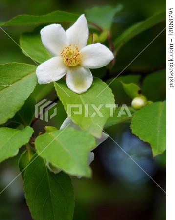 Himeishara Himeishara 18068795