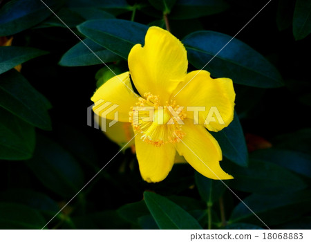 Hipercam · Hidcoat 18068883