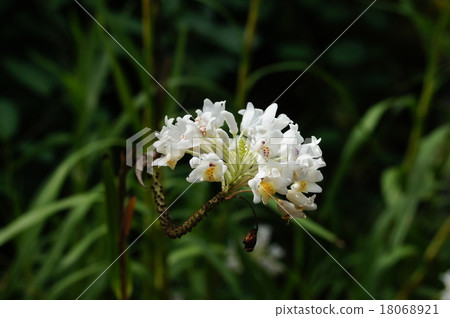 Neobentamia glacilis 18068921