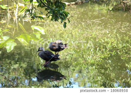 Duck of duck 18068938