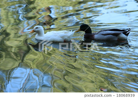 Rendezvous of ducks and ducks 18068939