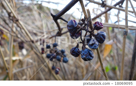 Dried vineyard mountain grapes Dried vineyard mountain grapes 18069095