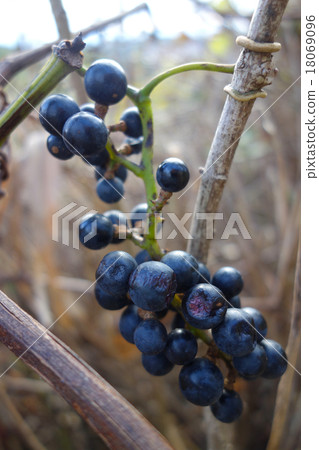 Mountain grapes Mountain grapes 18069096