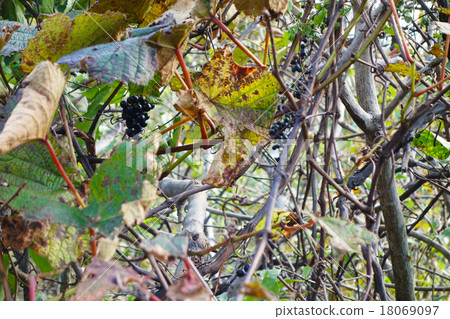 Mountain grapevines with fruit Mountain grapevines with fruit 18069097