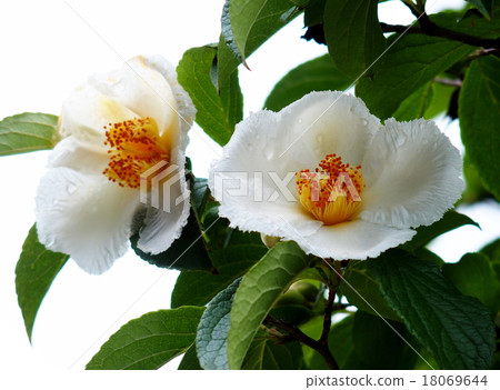Summer Camellia 18069644