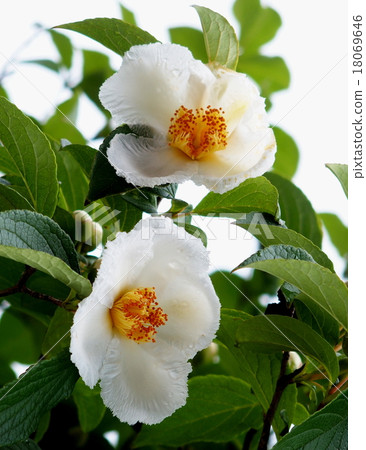 Summer Camellia Summer Camellia 18069646