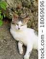 Crudential cat 18069696