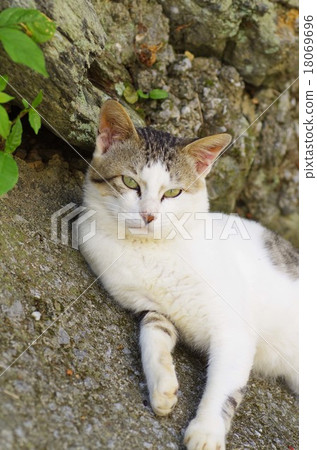 Crudential cat Crudential cat 18069696