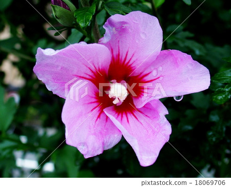 玫瑰沙龍 18069706