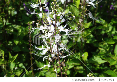 貓豆芽 貓豆芽 18069794
