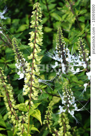 Feline bean sprouts Feline bean sprouts 18069800