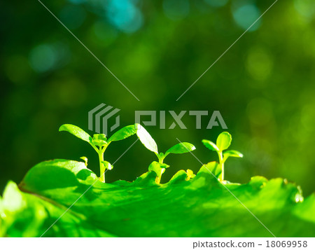 Happy leaves 18069958