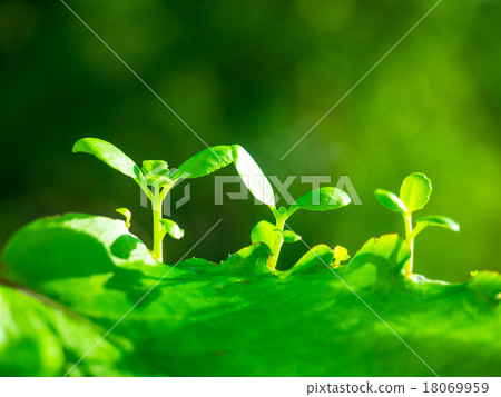 Happy leaves 18069959