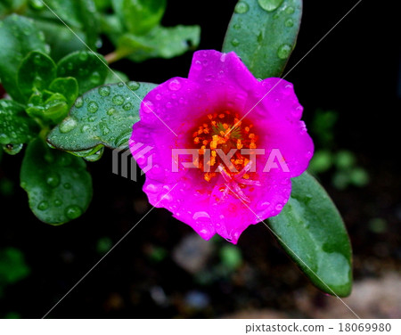 Portulaca 18069980