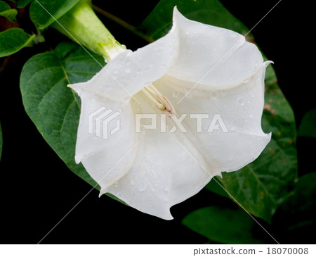 Morning glory 18070008