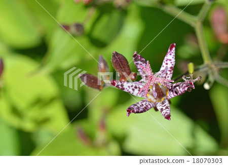 Hototogisu (Dusko Grass) 18070303