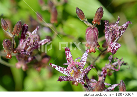 Hototogisu (Dusko Grass) 18070304