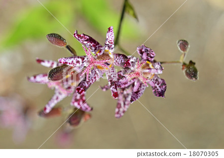 Hototogisu (Dusko Grass) 18070305