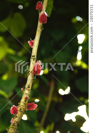 Powonia · Stricty Flora Powonia · Stricty Flora 18070331