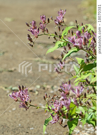 Hototogisu（Dusko Grass） 18070381