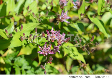 Hototogisu (Dusko Grass) Hototogisu (Dusko Grass) 18070382