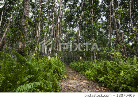 Jozani Forest, Zanzibar, Tanzania Jozani Forest, Zanzibar, Tanzania 18070409