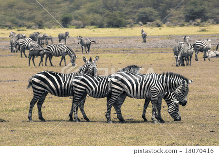 Zebra in National Park. Africa, Kenya 18070416