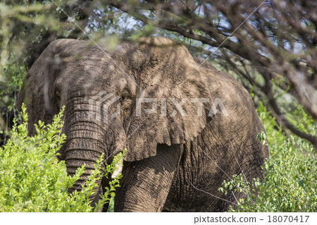 Huge African elephant bull 18070417
