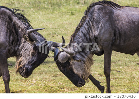 Two battling Wildebeests  18070436