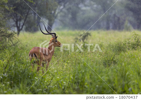 A portrait of a beautiful male impala ram. A portrait of a beautiful male impala ram. 18070437