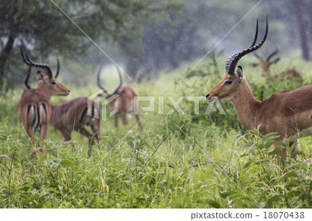 A portrait of a beautiful male impala ram. 18070438