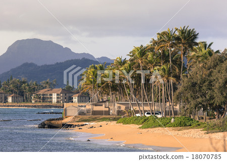 Coconut Palm tree on the sandy beach in Kapaa Coconut Palm tree on the sandy beach in Kapaa 18070785