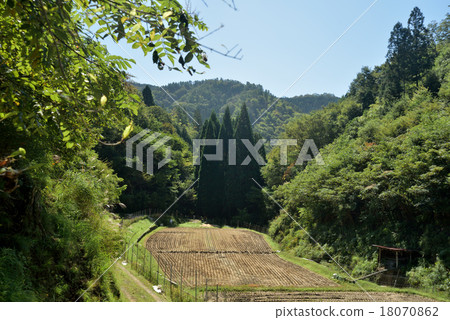 Yamada after harvesting Yamada after harvesting 18070862
