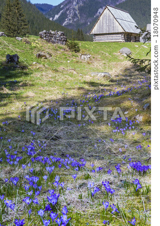 Chocholowska valley, Tatra Mountains, Poland Chocholowska valley, Tatra Mountains, Poland 18070948