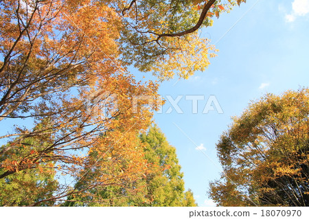 Yellow leaves of autumn park garden tree Yellow leaves of autumn park garden tree 18070970