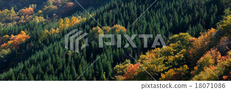 平山山口(高山市岐阜縣)長邊9000pix的雪松森林和黃葉 平山山口(高山市岐阜縣)長邊9000pix的雪松森林和黃葉 18071086
