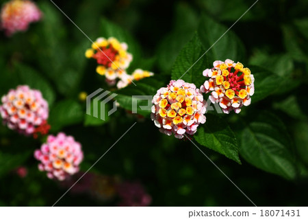 馬纓丹花 馬纓丹花 18071431
