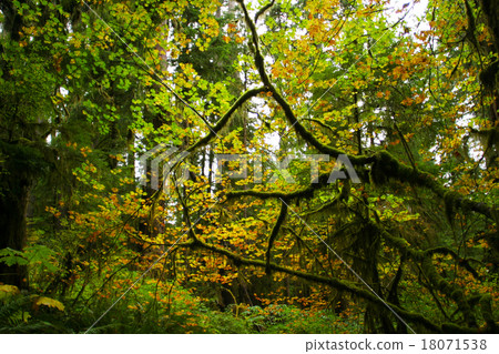 Forest of temperate rain forest Horain forest of Olympic National Park 18071538