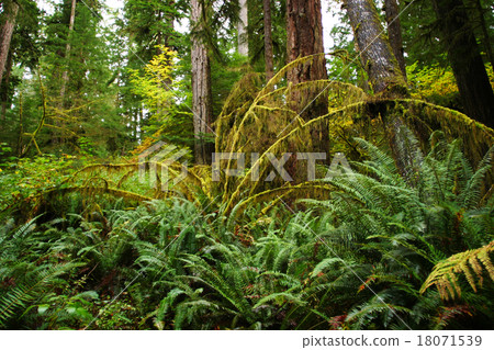 Forest of temperate rain forest Horain forest of Olympic National Park 18071539