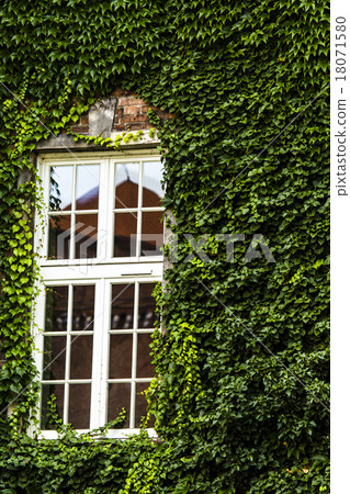 window covered with green ivy window covered with green ivy 18071580