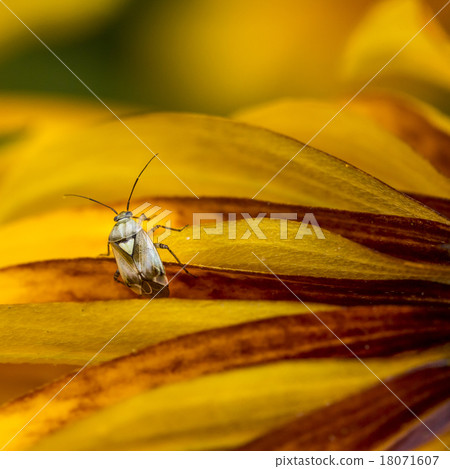 Insect on the leaf 18071607