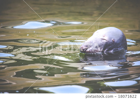 Harbour Seal (Phoca vitulina) pokes his head Harbour Seal (Phoca vitulina) pokes his head 18071622